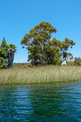 Big reservoir lake with blue water, trees and native wetland plants during nice blue sky summer day. Miramar reservoir in the Scripps Miramar Ranch community, San Diego, California. 