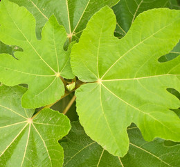 Fresh bright green fig leaves, close view detail.