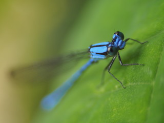 Blue Dragonfly