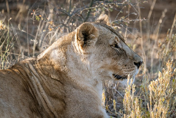 Adult female lions lies down, but constantly scans the horizon for food or threats in Botswana