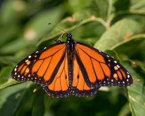 monarch butterfly on green background 