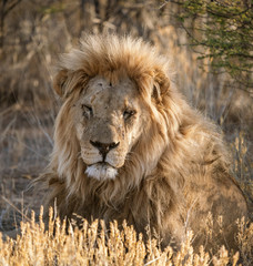 Adult male lion lies down in the short dry grass of Botswana