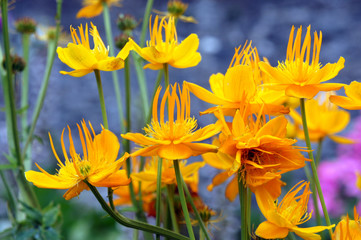 Dancing orange flowers. Orange flowers on a blue background.