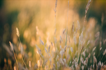 close up macro of golden wheat crop weeds 