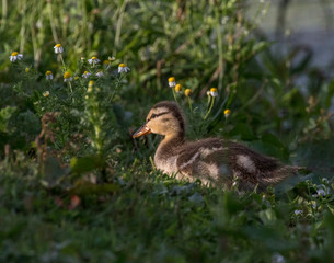 mallard duckling 