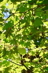 Back lit Maple leaves