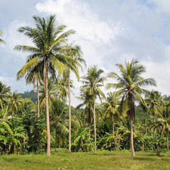 Obraz premium travel. Palm forest against the blue sky. life in the tropics. vacation in a warm country.