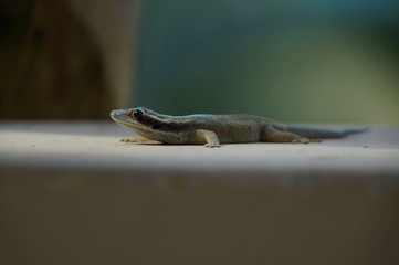 Bunter Gecko