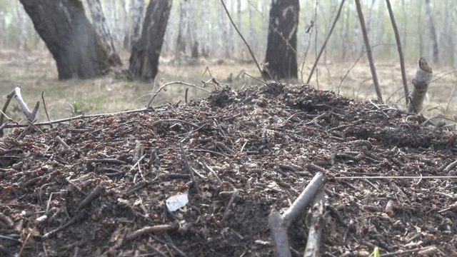 Red forest ants actively rebuild the anthill on a Sunny spring day