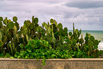 cactus at the beach