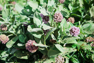 Milkweed Plant flower on the prairie in North Dakota