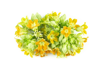 Cowslip creeper flower isolated on white background, food healthy concept