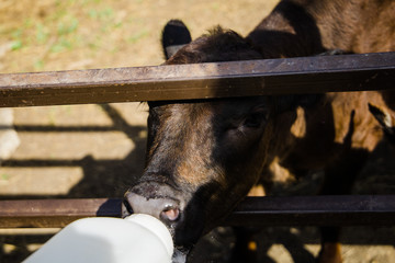 Single One new baby Black Cow calf Cattle on a Farm in Rural America North Dakota being fed by a bottle still nursing.