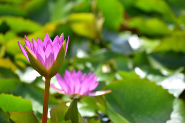Obraz premium 紫色した睡蓮の花の写真素材