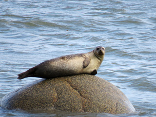 A seal relaxing on a rock in the middle of the water 