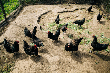 Black Chickens on the farm in the chicken hen coop and running outside