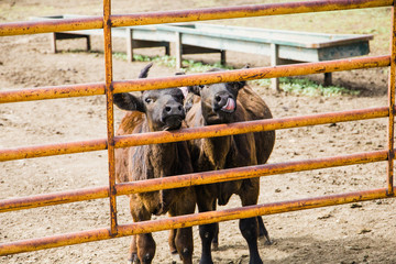 two young calves cows behind a metal fence in a pen on a cattle ranch in North Dakota