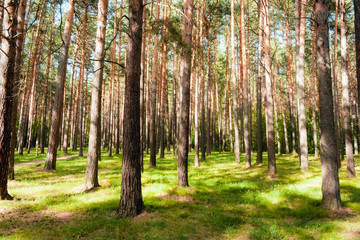 Fototapeta premium Pine forest in the sun