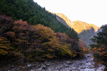 紅葉