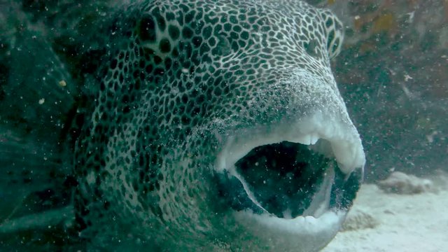 Giant pufferfish opens its mouth to allow a group of glass cleaner shrimp to rid it of parasites; close up.