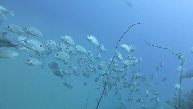 Group of one-spot snapper swim in a row near a deep water pinnacle; dive site Gulf of Thailand.