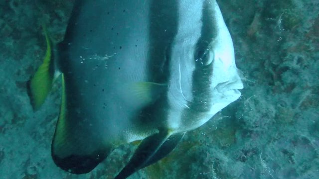 Close up of an adult batfish getting cleaned of parasites by a group of glass shrimp; Koh Tao, Thailand.