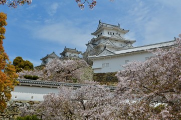 Fototapeta premium 世界遺産姫路城