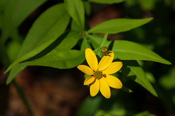 Wide-leaved sunflower and bud