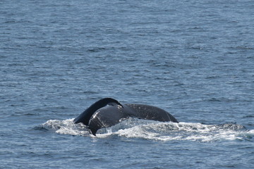 Fototapeta premium I'll 'tail' you later