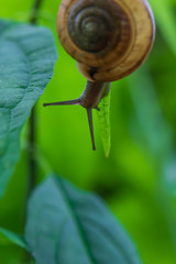 Snail on a leaf close-up