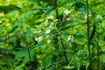 White wildflowers along a barbed wire fence