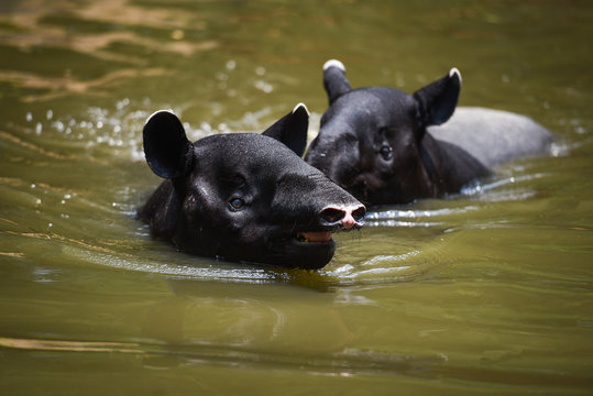 tapir swimming on the water in the wildlife sanctuary / Tapirus terrestris or Malayan Tapirus Indicus
