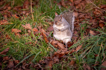 Naklejka na ściany i meble Squirrel eating in the green grass and dry autumn leaves