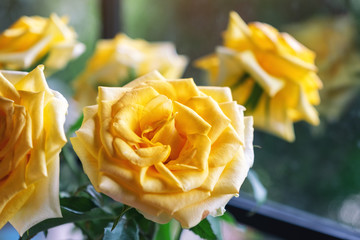 Closeup image of beautiful yellow roses