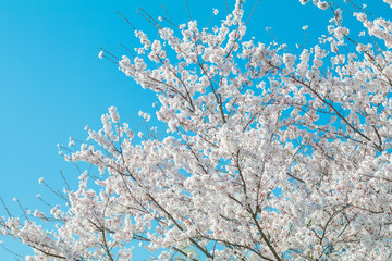 Beautiful cherry blossom or sakura in spring time ,Japan.