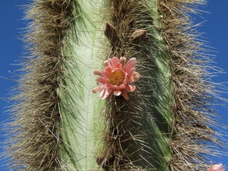 La flor del viejo