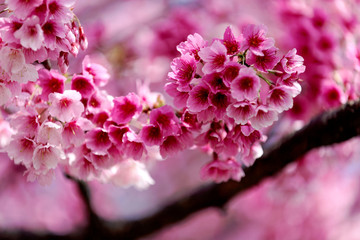 Close-up view of lovely pink Sakura flowers of a cherry blossom tree ( blurred background, shallow focus effect ) on a beautiful sunny day Events of Chinese New Year Holidays and Vacations Celebration