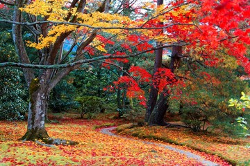 Autumn scenery of a beautiful, free entry public Japanese garden with a pathway winding through a forest of colorful maple trees and fallen leaves on the ground  in Kyoto, Japan
