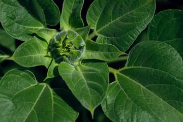 Background natural beauty. Texture of the green leaves of a young sunflower. Horizontal, close-up, outdoors, without people, top view, free space. The concept of nature and the seasons.