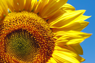 Background natural beauty. Fragment of a bright sunflower flower against a blue sky. Horizontal, close-up, outdoors, without people, side view, free space on the right. Concept of agriculture 