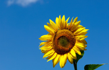 Obraz premium Background natural beauty. One bright sunflower flower against a blue sky. Horizontal, close-up, outdoors, without people, side view, free space on the left. Agriculture and nature concept.