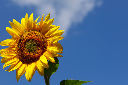 Background natural beauty. One bright sunflower flower against a blue sky. Horizontal, close-up, outdoors, without people, side view, free space on the right. Concept of agriculture and nature.
