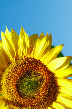 Background natural beauty. Fragment of a bright sunflower flower against a blue sky. Vertical, close-up, outdoors, without people, side view, free space at the top. Concept of agriculture and nature.