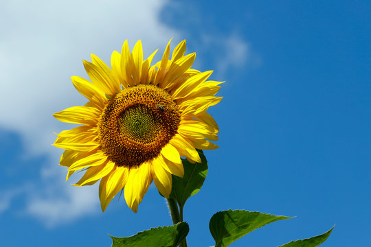Background natural beauty. One bright sunflower flower against a blue sky. Horizontal, close-up, outdoors, without people, side view, free space on the right. Concept of agriculture and nature.