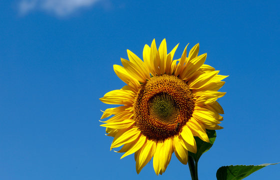 Background natural beauty. One bright sunflower flower against a blue sky. Horizontal, close-up, outdoors, without people, side view, free space on the left. Agriculture and nature concept.