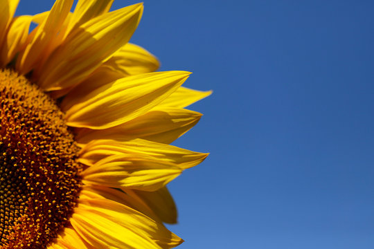 Background natural beauty. Fragment of a bright sunflower flower against a blue sky. Horizontal, close-up, outdoors, without people, side view, free space on the right. Concept of agriculture 