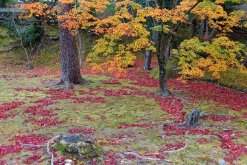 Fall scenery of colorful Japanese maple trees & fallen leaves on the mossy ground  in the garden of beautiful, free entry, public park in Kyoto, Japan ~ Scenic view of an autumn garden - Powered by Adobe