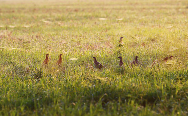 Early morning. Dew fell on the field.But dew for flocks of young pheasants is not a hindrance... 
