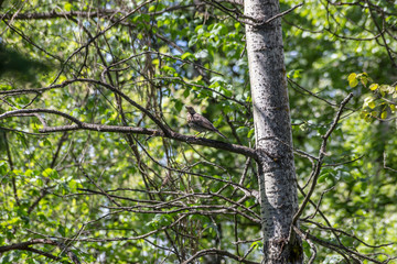 spring thrush chick on a tree