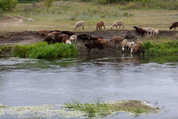 A flock of sheep at a watering place.